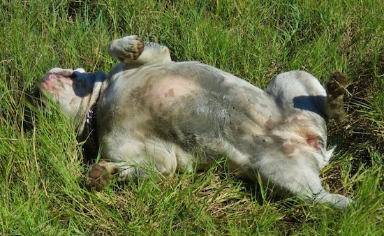 A muddy white and tan bulldog belly up in the grass rolling around