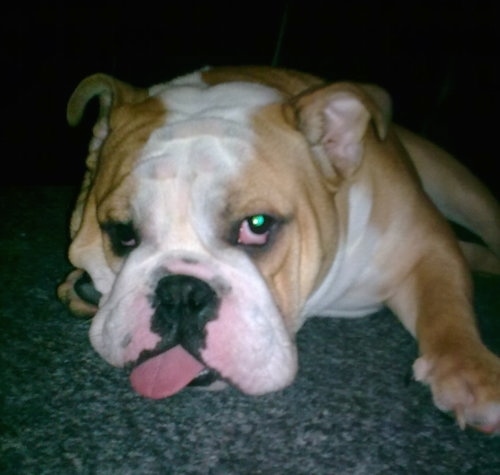 Close Up - Buster the English Bulldog laying with his head down on a green carpet with his long tongue hanging down and touching the floor