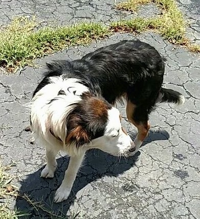 View from the top looking down at the dog - a black, white and tan dog standing on a blacktop surface that has grass growing out of it.