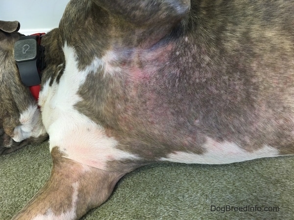 A dog laying down showing its belly where there are pink itchy balding areas.