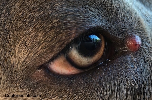 Close up - A red tumor looking lump on the corner of a dog's eye.