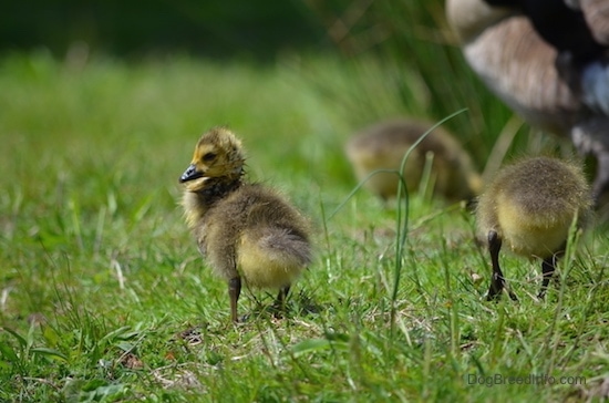 A gosling standing and two other goslings pecking the ground in a feild