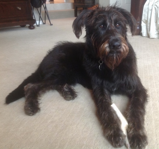 Front side view - A dark brown with strands of tan Shepadoodle is laying on a carpet and it is looking to the right. It has a bone in its paw. The dog has ears that hang to the sides with longer hair on its face making it look like the dog has a beard.