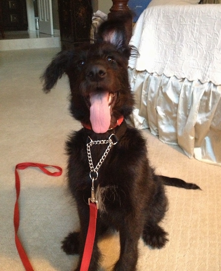 A black with white Shepadoodle puppy is sitting on a carpet, it is looking up, its mouth is open, its tongue is out and its left ear is flopped over. There is a bed behind it.