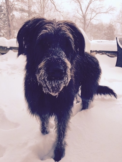 Close up front view - There is a few inches of snow on a porch and a dark brown with strands of tan Shepadoodle is standing in it looking forward. It has snow all over its beared muzzle.