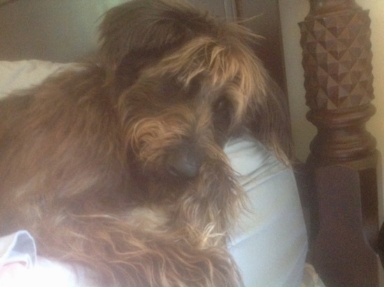 Close up - A longhaired, shaggy looking, dark brown with strands of tan Shepadoodle is laying at the end of a mattress and the mattress is looking over the edge of it. The dog looks like Chewbacca from Star Wars.