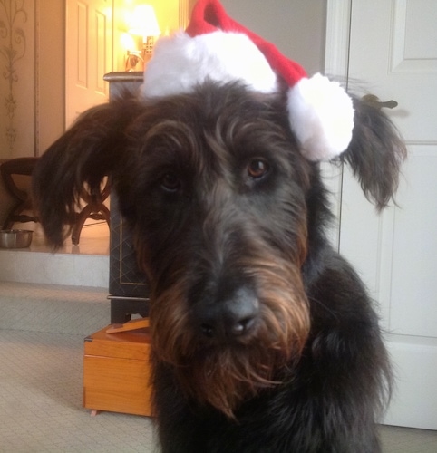 Close up front view head shot - A dark brown with strands of tan Shepadoodle is sitting on a carpet in a house and it is looking forward. It is wearing a Santas hat on its head. It has longer hair on its snout and chin and its ears are hairy and hanging over to the sides.