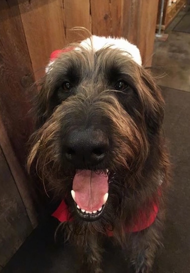 Close up head shot - A longhaired, dark brown with strands of tan Shepadoodle dog is sitting on a rug in a store. It is wearing a red and white Santa hat, a red vest, it is looking up and forward. Its mouth is open and it looks like it is smiling.