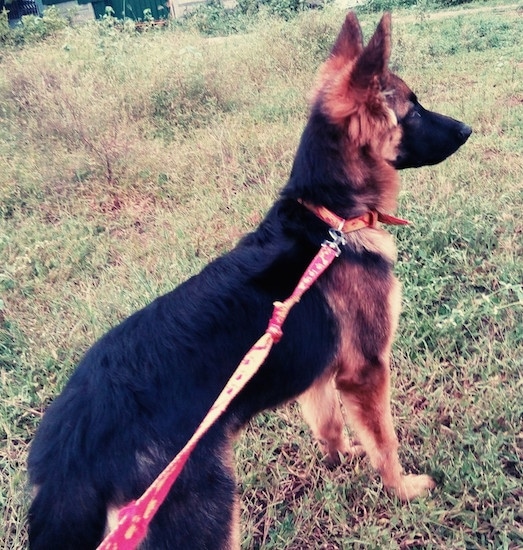 A black with tan German Shepherd puppy standing outside in grass on a leash looking forward