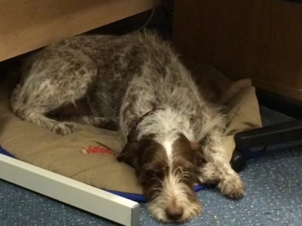 Front view -  A large breed, wiry, brown and white dog laying down on a tan dog bed on top of a light blue carpet.