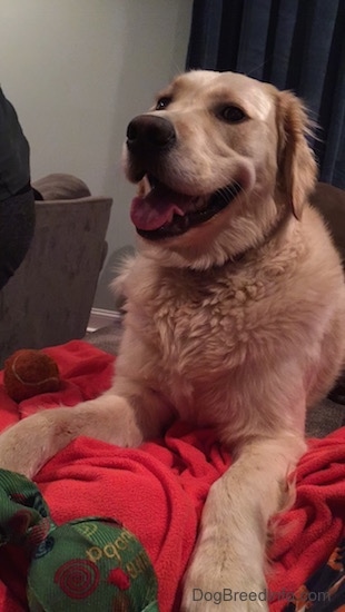 A Golden Retriever is laying on a red blanket behind a couch with her green ball toy in front of her