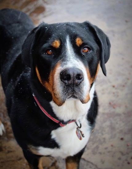 Front view head and upper body shot - a large headed, large-breed tricolor dog looking forward.