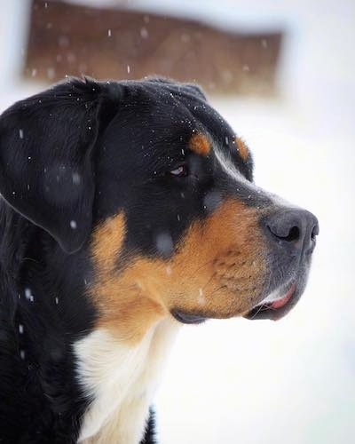 Side view head shot - a large headed, large-breed tricolor dog looking forward.