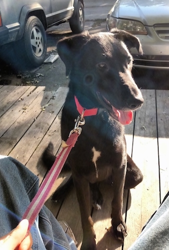 A Greyador dog is sitting on a wooden deck next to a person's legs with cars in the background