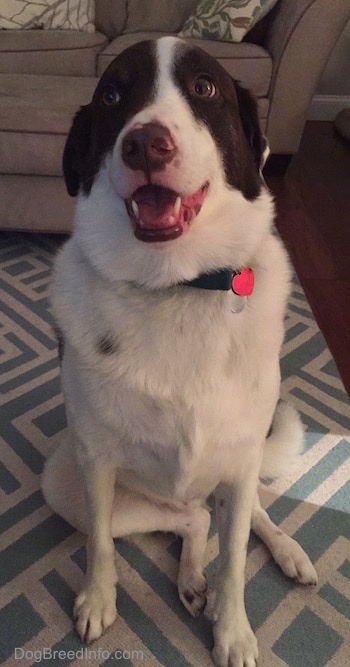 A large, brown and white mixed breed dog is sitting on a rug, it is looking forward, its mouth is open and it looks like it is smiling.