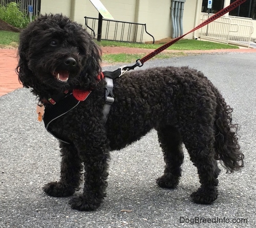 A little black dog wearing a harness standing outside on blacktop in front of an old yellow library building.