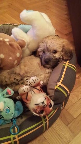 A tan Havanese puppy is laying in a brown dog bed on a hardwood floor under a bunch of plush toys.