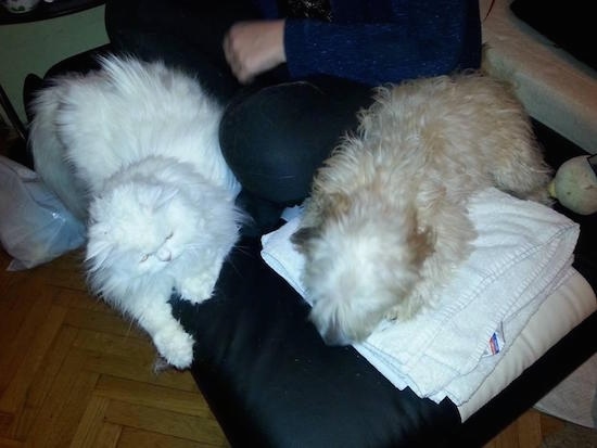 A tan Havanese is laying on a large pillow on top of a white towel next to a person that is sitting on it. In front of the person is a big white cat that is the same size as the dog.