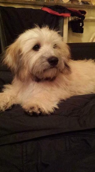 A tan Havanese puppy is laying on top of a black blanket