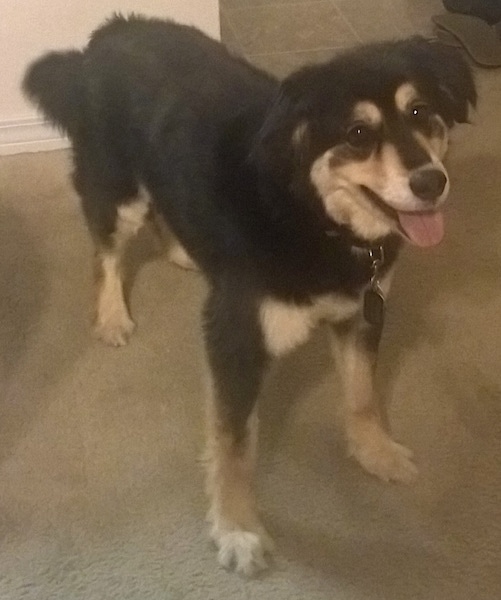 A black and tan happy-looking dog with ears that hang to the sides standing