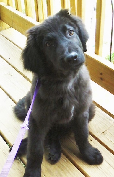 Front view - a fuzzy black puppy with a little bit of white on its chest sitting on a wooden deck connected to a purple leash with its head tilted to the left.