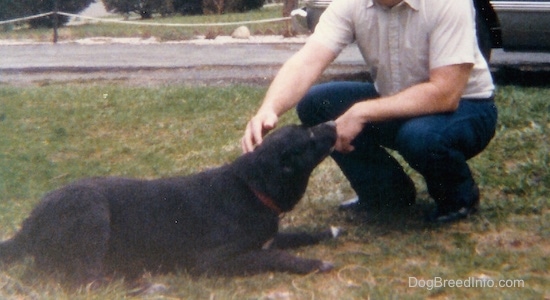 The right side of a black dog that is laying in grass and smelling a person who is bending down with his hand out