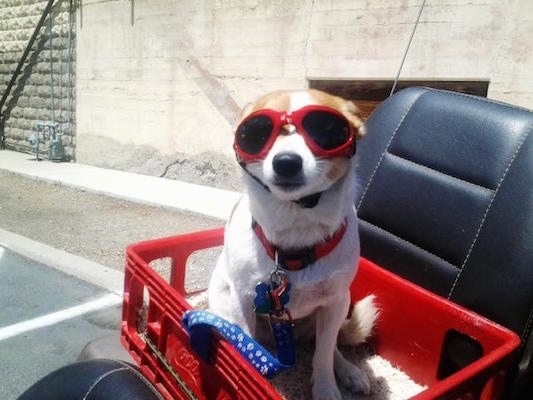 A white with tan Jack Chi is wearing a pair of Goggles and sitting in a red plastic crate on the back of a motorcycle
