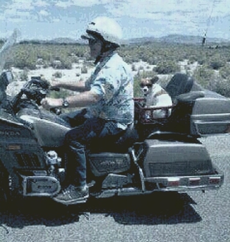 A white with tan Jack Chi is sitting in a red crate on the back of a two seater motorcycle with a man in a white helmet driving it.