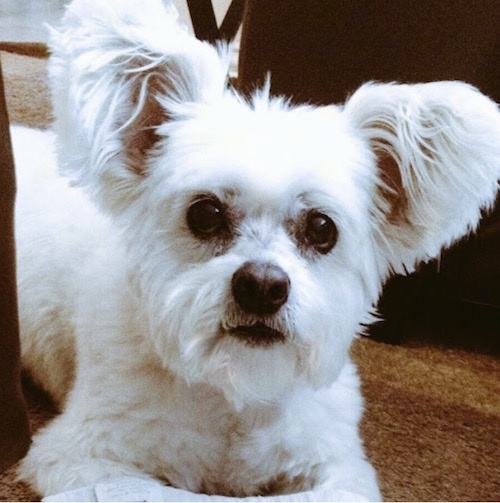 View from the front - a furry, butterfly eared, white small breed dog is laying down on a brown carpet looking alert with wide eyes.