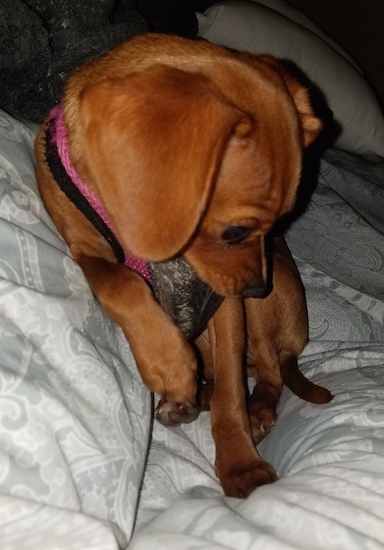 A small tan dog wearing a pink harness sitting on a person's bed with one front paw up in the air looking downwards.