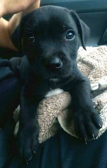 A little black puppy laying across a tan towel inside of a car.