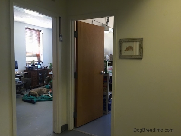 A view looking from the hallway into the DBIC office and storage room with Spencer and Leia the blue-nose Pit Bulls inside of the office.