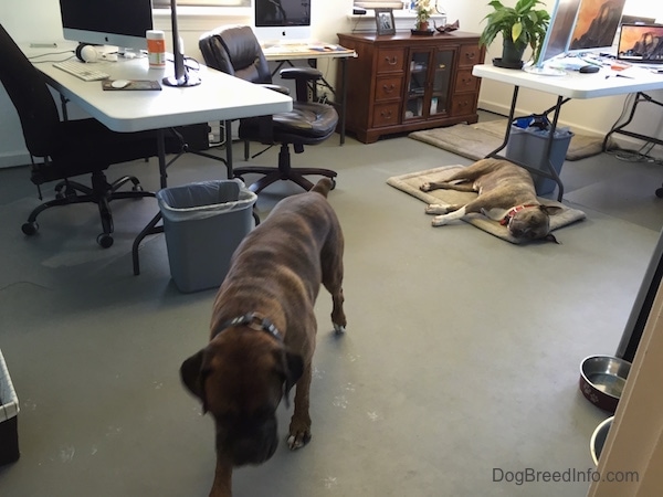 A brown brindle with white Boxer is walking down the Dog Breed Info Center(R) office with a blue-nose brindle Pit Bull Terrier that is sleeping on a tan dog mat.
