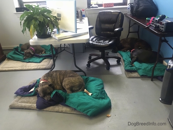 A grey with white Pit Bull Terrier, A blue-nose brindle Pit Bull Terrier, A black with white American Bully and A brown brindle Boxer are sleeping inside of the Dog Breed Info Center(R) office on green comforter blankets