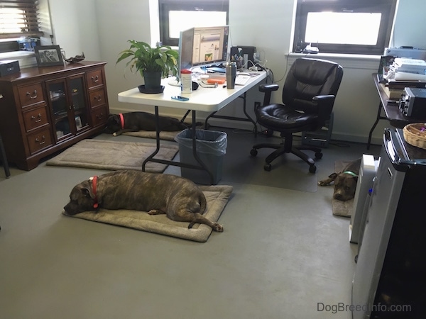 A blue-nose brindle Pit Bull Terrier and a grey with white Pit Bull Terrier are laying on dog mats inside of the Dog Breed Info Center(R) office with a computer desk and chair next to them.