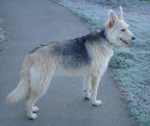 A wiry-looking tan, black saddled medium haired dog standing out in a driveway nex to a grass yard