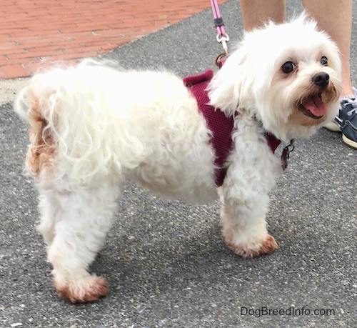 What are some all-white dog breeds?