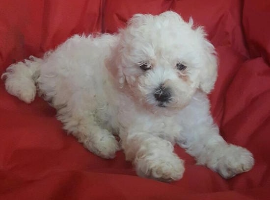 A little white fluffy puppy laying down on a red chair