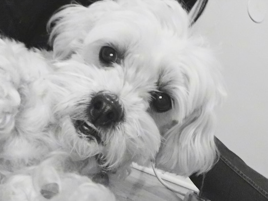 Close up head shot - a black and white image of a white dog laying on a hardwood floor