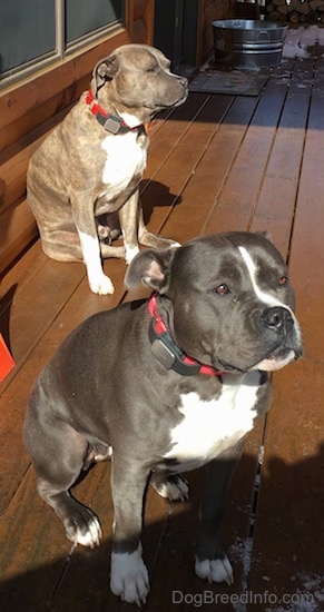 A blue nose American Bully Pit and a blue nose Pit Bull Terrier are sitting on a hardwood porch. They are both looking up and to the right.