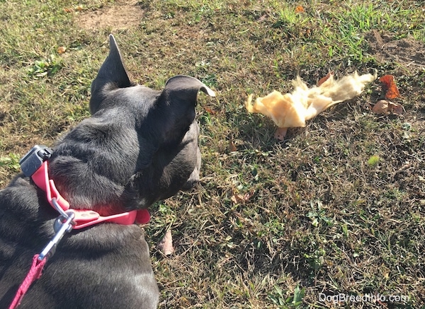 The backside of an American Bully Pit that is standing in grass and she is looking down at a clumb of fiberglass insulation.