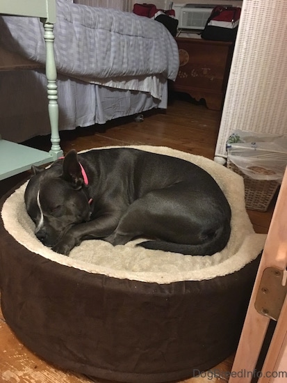 A blue nose American Bully Pit is sleeping in a dog bed.