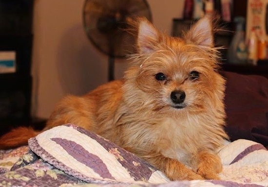 Close up - The right side of a tan Yorktese dog laying across a blanket and it is looking forward. It has pointy perk ears, dark eyes and a black nose.