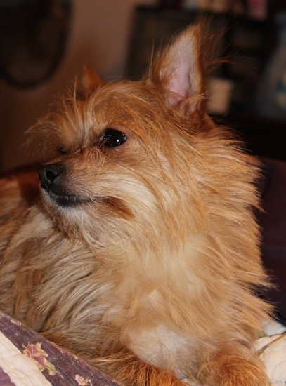 Close up - A tan Yorktese is laying across a blanket on a bed and it is looking to the left.