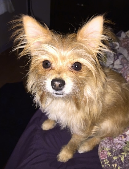 Close up - A tan Yorktese is sitting across a purple bed sheet and it is looking up. It has long fringe hair coming from its face and ears.