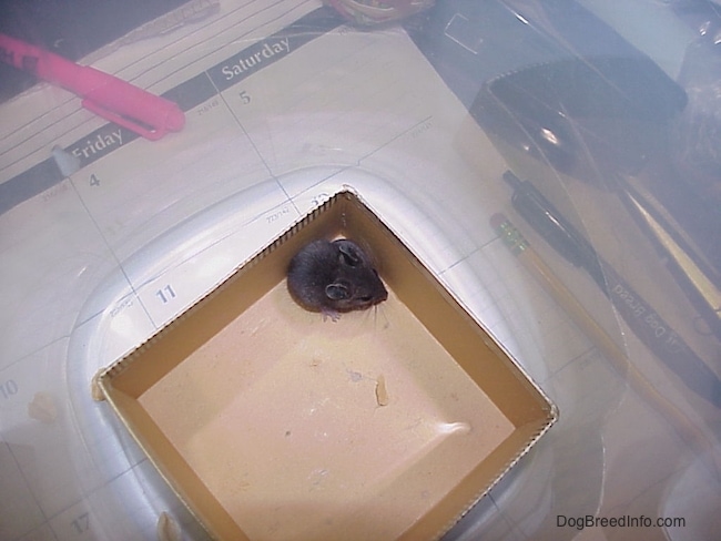 A gray mouse inside of a square cardboard box in a plastic container on top of a person's desk on top of a desktop calendar, a hot pink Sharpie marker, a pencil and a dogbreedinfo.com pen.
