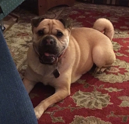 Front side view - A wrinkly, extra skinned, rose-eared, tan with black Ori Pei is laying on a red and tan throw rug looking forward. Its mouth is open and it looks like it is smiling. There is a couch in front of it. Its tail is curled up over its back.