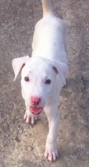 View from above looking down at the dog - A white with tan Pakistani Bull Terrier puppy is walking down a concrete path. It is looking up and its mouth is open. Its nose is pink with black spots on it. The dog looks happy.