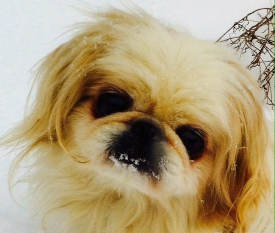 Close up head shot - A tan with black Pekingese is sitting in snow and it has snow on its mouth. Its head is tilted to the right.