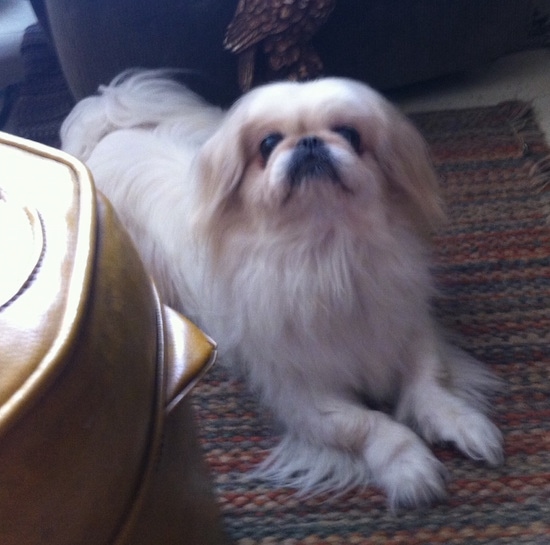 A tan with white Pekingese is dog laying on a rug and it is looking up.